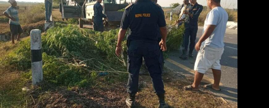 झापामा प्रहरीद्वारा गाँजा खेती नष्ट