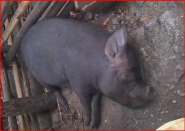 चट्याङबाट झापामा १ जना घाइते, चौपाया मृत्यु