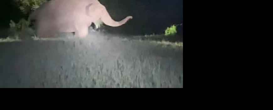 जङ्गली हात्तीको उपद्रोबाट चारवटा घर र बिद्यालयमा क्षति